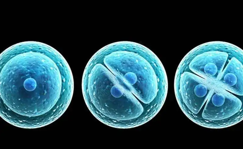 苏州代怀中介高端群-冷冻胚胎是否在移植的当天解冻？解冻后的胚胎会不会被损坏？